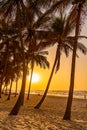 walking at Sunset at Kota beach and palm trees