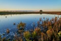 Birdwatching hut behind a waterhole at Langwarder Groden during autumn Royalty Free Stock Photo