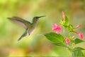 Birdwatching in South America. Flying hummingbird White-necked Jacobin female next pink red flower, Florisuga mellivora, from Ra Royalty Free Stock Photo