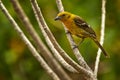 Birdwatching in South America. Tanager from Costa Rica. Wildlife scene from nature. Female of Yellow bird Flame-colored Tanager, Royalty Free Stock Photo