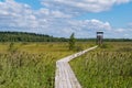 Birdwatching tower and footbridge across the swamp at Bolshom rakovom Big Crayfish Lake. Eco route in the Royalty Free Stock Photo