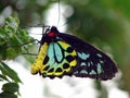 Birdwing Butterfly Royalty Free Stock Photo