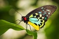 Birdwing butterfly Royalty Free Stock Photo