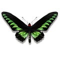 Birdwing butterfly with black and green coloured wings from Borneo