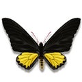 Birdwing butterfly named troides helena hephaestus, in black and yellow