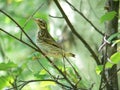 Birdy Royalty Free Stock Photo