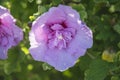 Birght pink mallow flower on sunlight