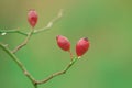 Birght red rosehip berries on a green background