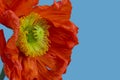 Birght side view color macro of a single isolated red yellow silk poppy blossom isolated on light blue background with pollen