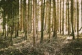 Birght and sunny pine forest in autumn