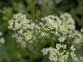 Birght white cow parsley flower screens