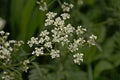 Bright white cow parsley flower screens