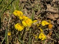 Birght yellow coltsfoot flowers, selective focus