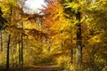 Birght yellow trees in autumn