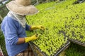 Farmer taking care of a greenhouse with lettuce seedlings of various types to be replanted