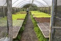 Farmer taking care of a greenhouse with lettuce seedlings of various types to be replanted