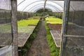 farmer taking care of a greenhouse with lettuce seedlings of various types to be replanted in the field