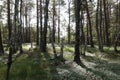 Birken im Otternhagener Moor. Royalty Free Stock Photo