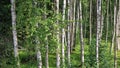 Spring-like birch forest panorama Royalty Free Stock Photo