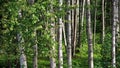 Spring-like birch forest panorama Royalty Free Stock Photo