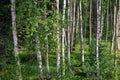 Spring-like birch forest panorama Royalty Free Stock Photo