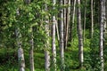 Spring-like birch forest panorama Royalty Free Stock Photo