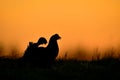 Birkhuhn, black grouse (Tetrao tetrix) Royalty Free Stock Photo