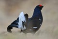 Birkhuhn, black grouse (Tetrao tetrix), Royalty Free Stock Photo