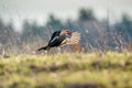 Birkhuhn, black grouse (Tetrao tetrix), blackgame (Lyrurus tetrix). Close up Portrait of a lekking black grouse (Tetrao tetrix) Royalty Free Stock Photo