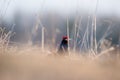 Birkhuhn, black grouse (Tetrao tetrix), blackgame (Lyrurus tetrix). Close up Portrait of a lekking black grouse (Tetrao tetrix) Royalty Free Stock Photo