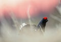 Birkhuhn, black grouse (Tetrao tetrix), blackgame (Lyrurus tetrix). Close up Portrait of a lekking black grouse (Tetrao tetrix) Royalty Free Stock Photo