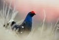 Birkhuhn, black grouse (Tetrao tetrix), blackgame (Lyrurus tetrix). Close up Portrait of a lekking black grouse (Tetrao tetrix) Royalty Free Stock Photo