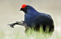 Birkhuhn, black grouse [Tetrao tetrix], blackgame [Lyrurus tetrix). Portrait of a lekking black grouse (Tetrao tetrix) Sunrise . E Royalty Free Stock Photo