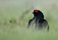 Birkhuhn, black grouse [Tetrao tetrix], blackgame [Lyrurus tetrix). Portrait of a lekking black grouse (Tetrao tetrix) Sunrise . E Royalty Free Stock Photo