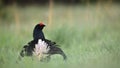 Birkhuhn, black grouse [Tetrao tetrix], blackgame [Lyrurus tetrix). Portrait of a lekking black grouse (Tetrao tetrix) Sunrise . E Royalty Free Stock Photo