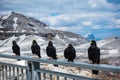 Wild birds line up on the handrail with the background of Passo