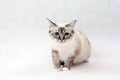 Birma cat Royalty Free Stock Photo