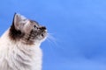 Birma cat Royalty Free Stock Photo