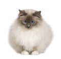 Birman (1 year)