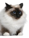 Birman (2 years old) Royalty Free Stock Photo