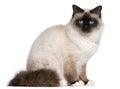 Birman cat, 1 year old, sitting Royalty Free Stock Photo