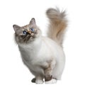 Birman cat, 11 months old Royalty Free Stock Photo