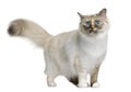 Birman cat, 11 months old Royalty Free Stock Photo