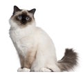 Birman cat, 11 months old, sitting Royalty Free Stock Photo