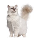 Birman cat, 11 months old, standing Royalty Free Stock Photo