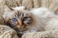 Birman cat