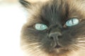 Birman cat