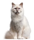 Birman cat, 9 months old Royalty Free Stock Photo