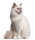 Birman cat, 9 months old Royalty Free Stock Photo