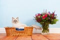 Birman cat in basket Royalty Free Stock Photo